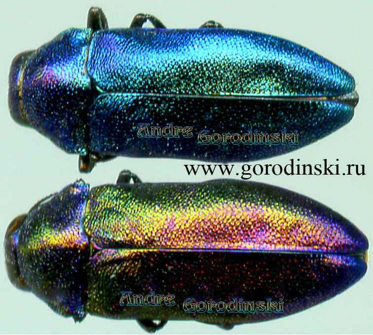 http://www.gorodinski.ru/buprestidae/Meliboeus robustus.jpg